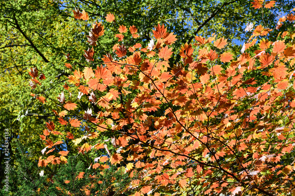 Fototapeta premium 妙義山の紅葉
