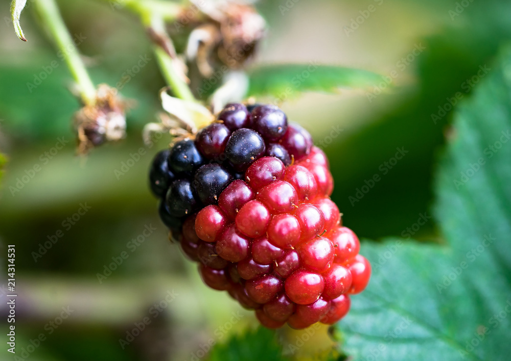Brombeere- Frucht Brombeere- Frucht