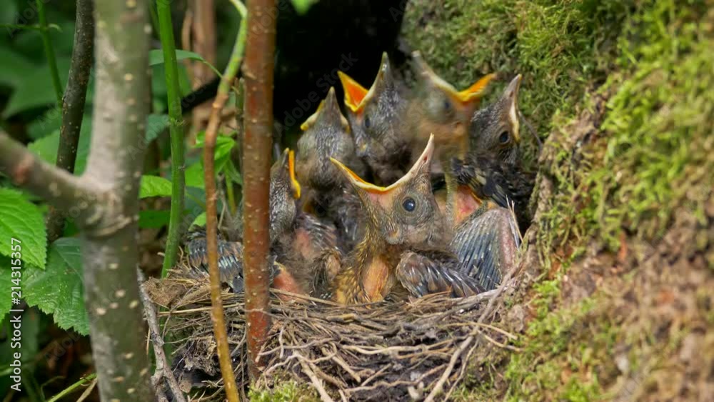 Common blackbird feeding chicks in nest Common blackbird feeding chicks in nest