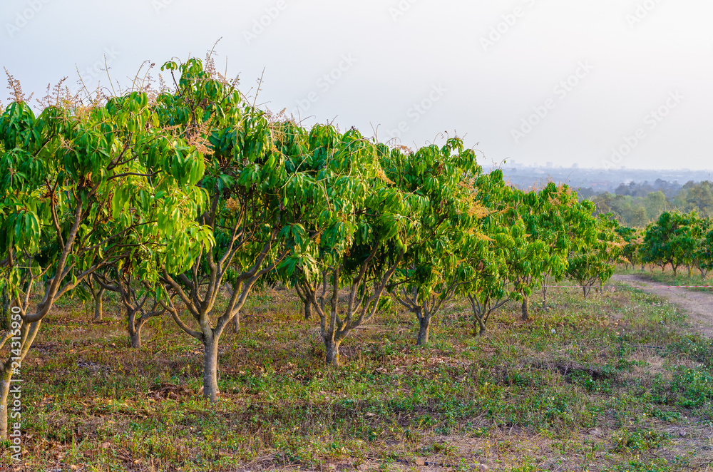 mango trees at mango orchard.
