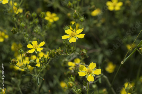 Bright wildflowers in the grass