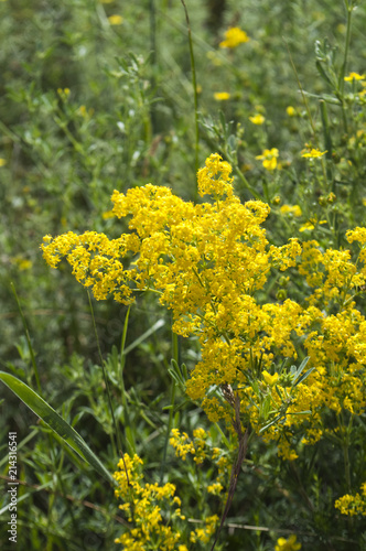 Bright wildflowers in the grass