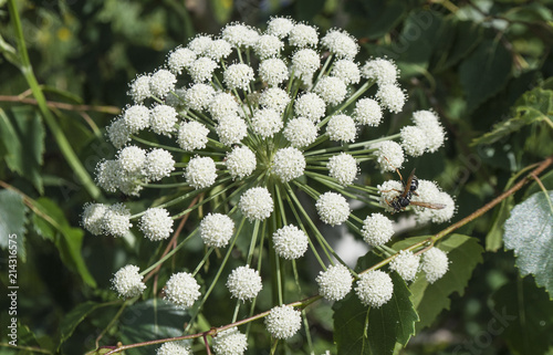 Bright wildflowers in the grass
