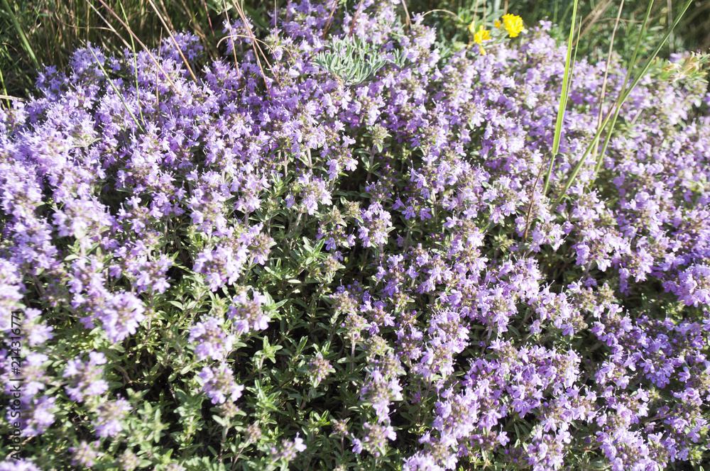 Fototapeta premium Bright wildflowers in the grass