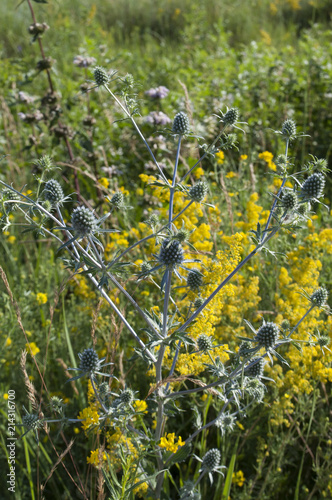 Bright wildflowers in the grass