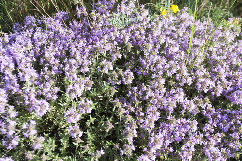 Bright wildflowers in the grass