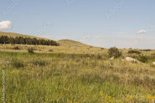Landscape. Green meadow, field with flowers
