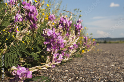 Bright wildflowers in the grass