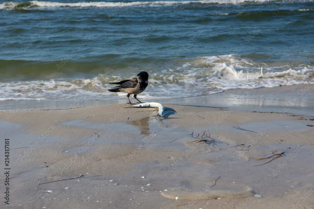 Dohle mit Hornhecht am Strand Dohle mit Hornhecht am Strand