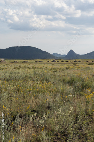 Landscape. Green meadow, field with flowers
