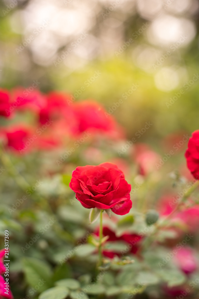 Beautiful red roses in garden with bokeh, roses for Valentine day and everyday.