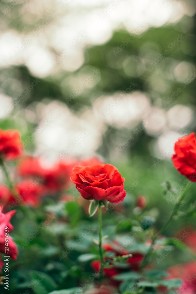 Beautiful red roses in garden with bokeh, roses for Valentine day and everyday.