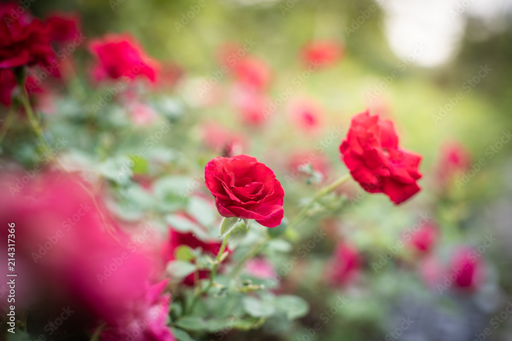 Beautiful red roses in garden with bokeh, roses for Valentine day and everyday.