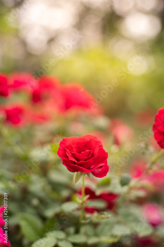 Beautiful red roses in garden with bokeh  roses for Valentine day and everyday.