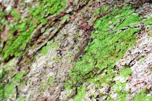 green moss and fungus grown on wood surface in rain forest