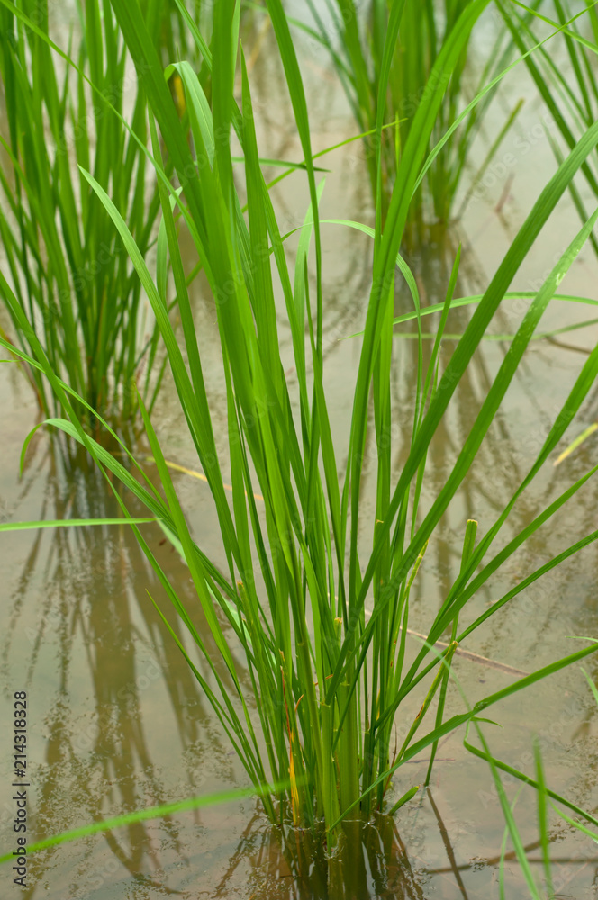 Obraz premium The rice paddies are arranged in the field.