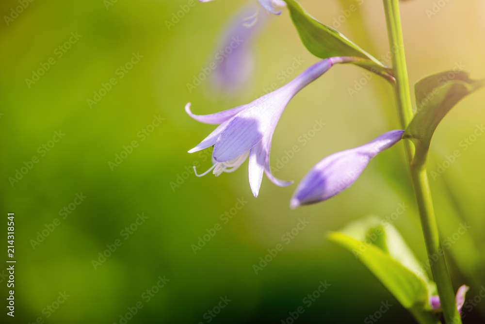 bush of violet flowers Hosta in a rustic garden bush of violet flowers Hosta in a rustic garden