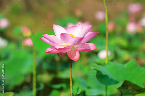 Beautiful pink lotus flower in blooming