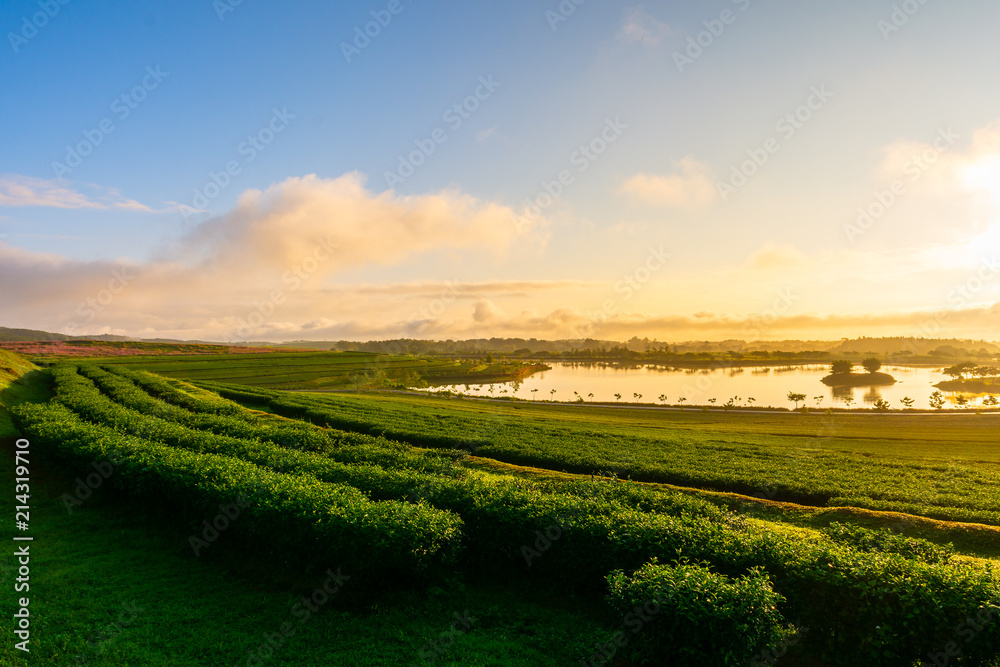 Tea plantation agriculture terrace in sunrise light.