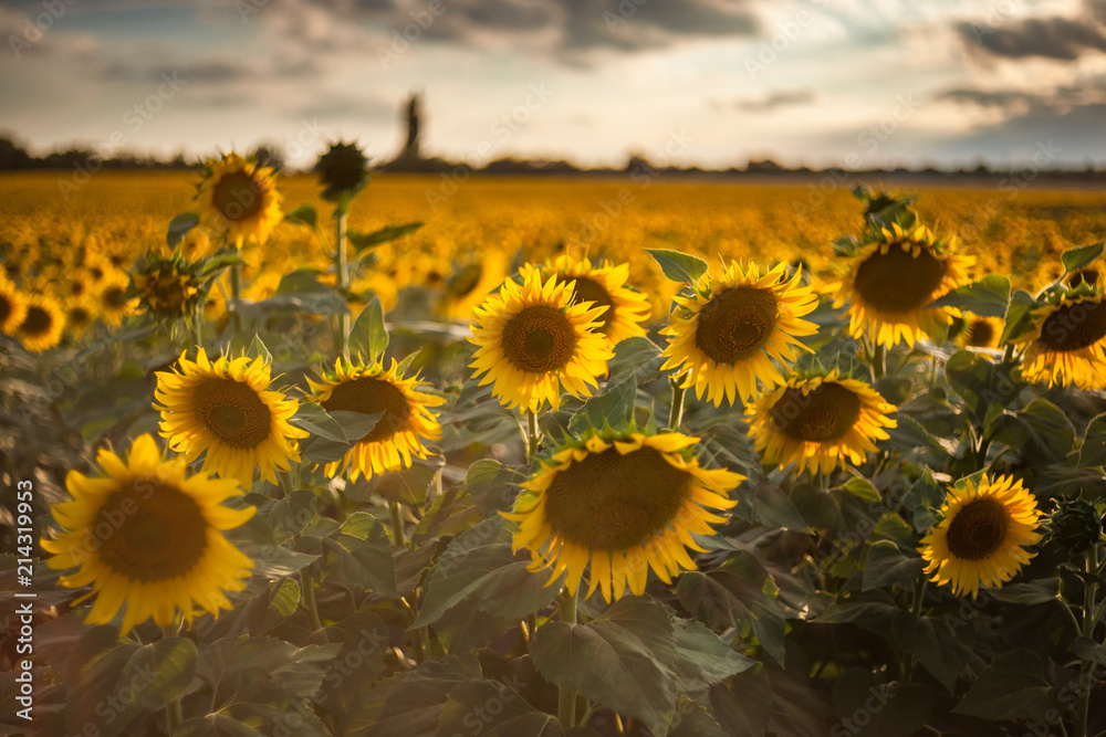 Agricultural background with sunflowers