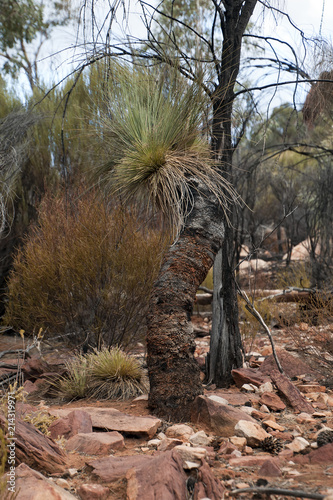Wilpena Pound South Australia, native yakka grass tree growing in the bush photo