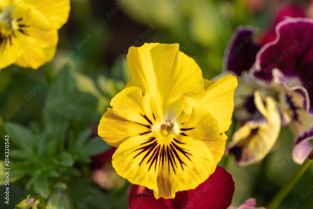 Yellow pansy flowers in the garden Yellow pansy flowers in the garden