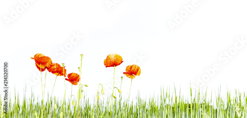 Fototapeta Naklejka Na Ścianę i Meble -  Mohnblumen