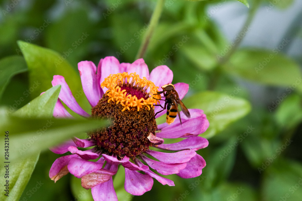 mybee mybee
