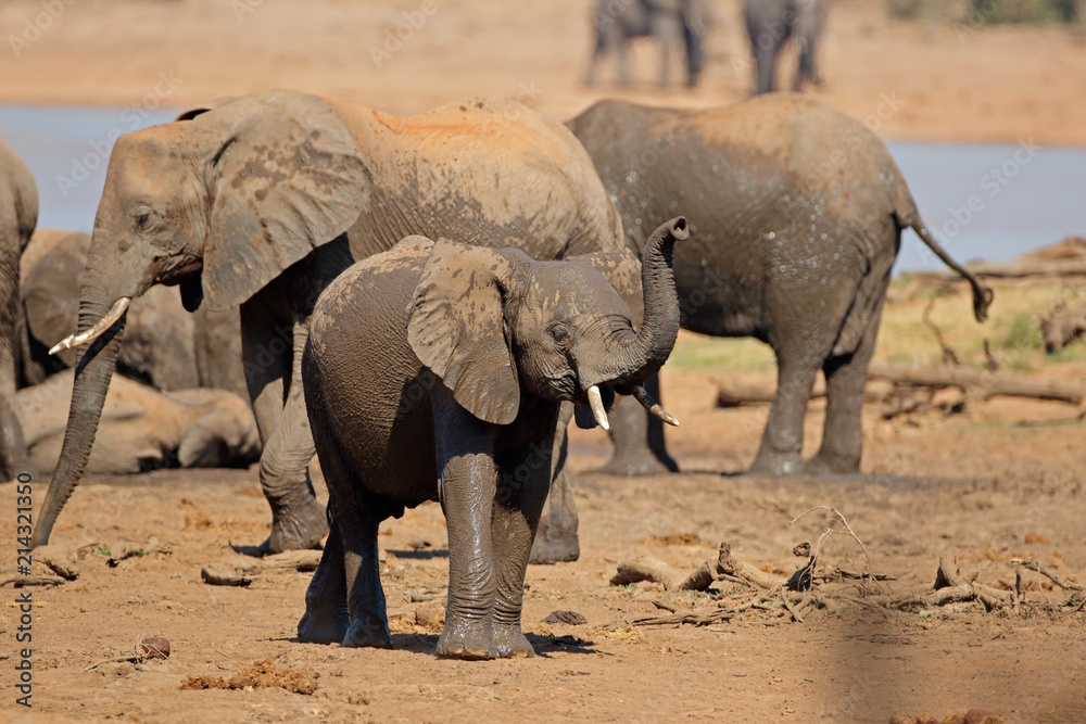 Naklejka premium African elephants (Loxodonta africana) at a waterhole, Kruger National Park, South Africa.