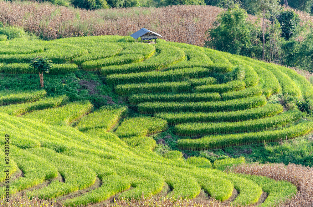 Rice field terrace, agriculture terrace on  hills.
