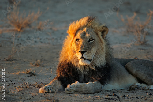 Fototapeta Naklejka Na Ścianę i Meble -  Big male African lion (Panthera leo) in early morning light, Kalahari desert, South Africa.