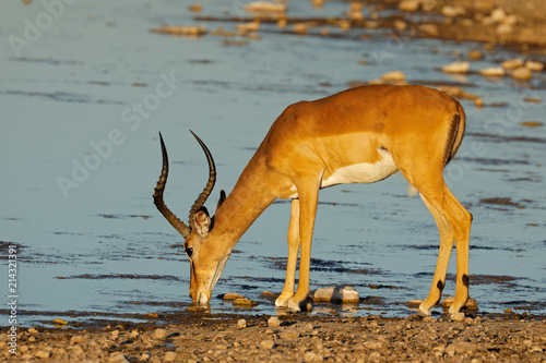 An impala antelope (Aepyceros melampus) at a waterhole, Etosha National Park, Namibia.