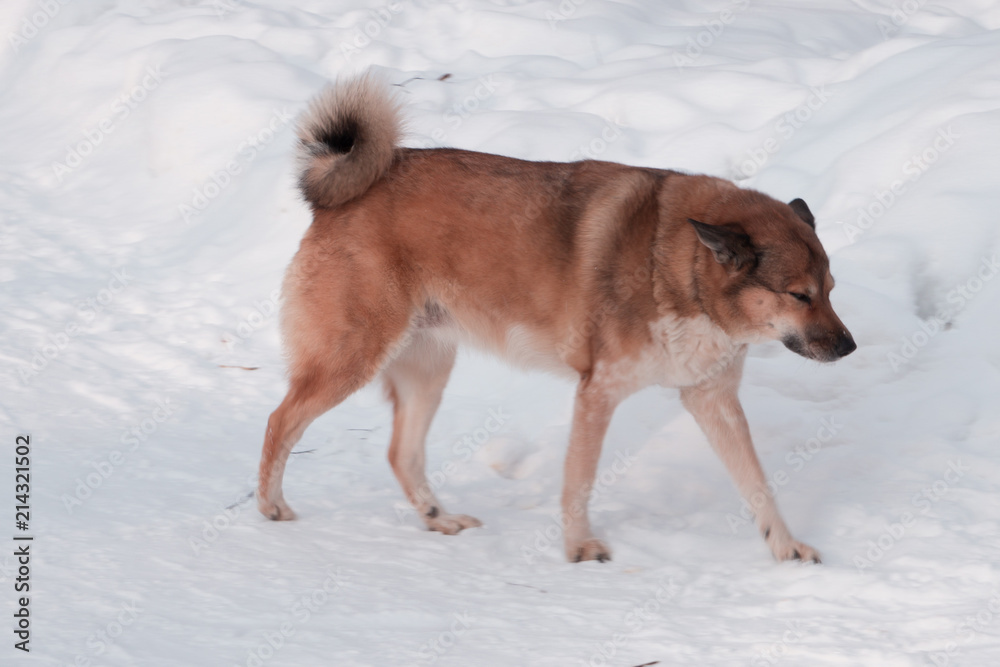 Homeless dog resting on the street and looking to leftside of it, Vagabond dog that feel depressed and lonely. Homeless dog resting on the street and looking to leftside of it, Vagabond dog that feel depressed and lonely.