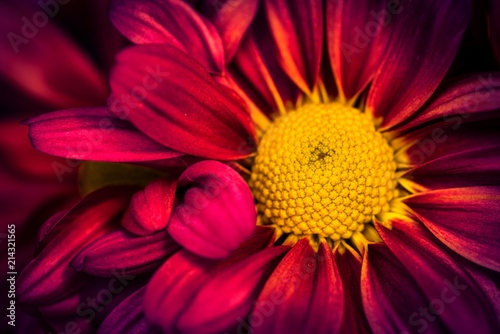 Makro rote Blüte der Chrysantheme