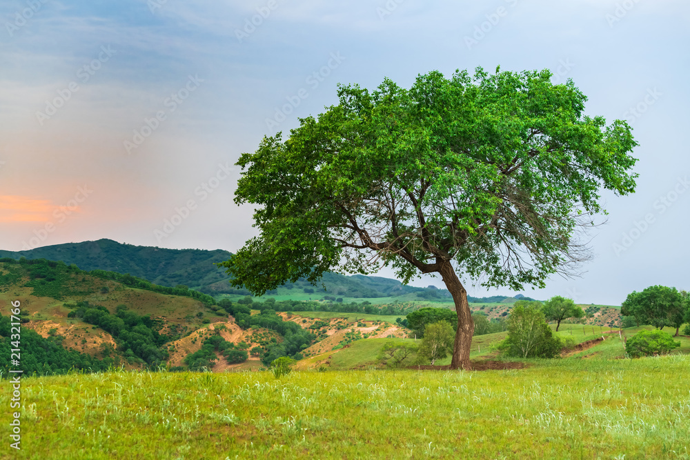 Obraz premium The Ulan prairie in the midsummer