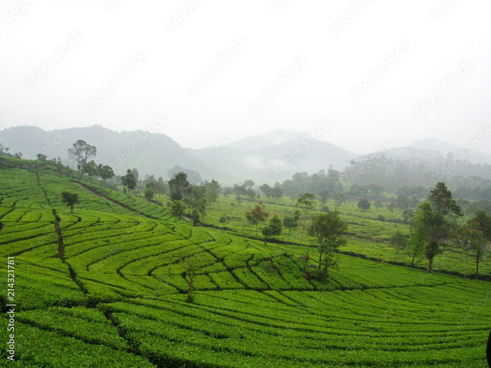 Malabar Tea Plantations is located in Bandung. Travel in Bandung City, Indonesia. 5th October 2012.