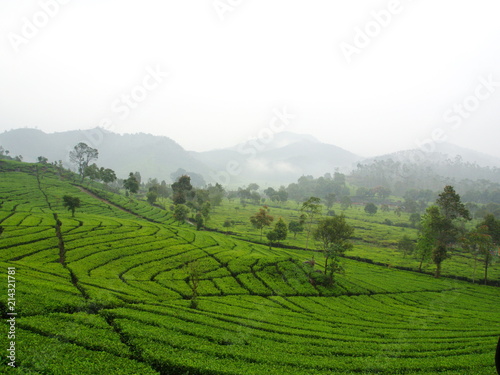 Malabar Tea Plantations is located in Bandung. Travel in Bandung City  Indonesia. 5th October 2012.