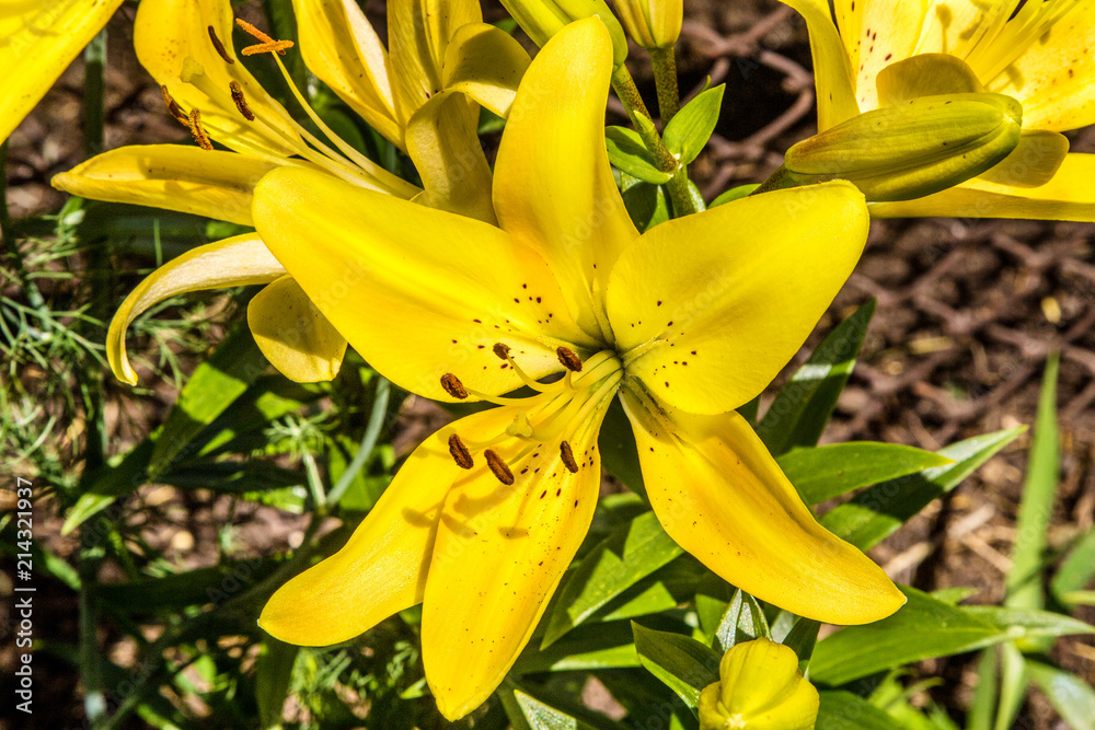 Fototapeta premium beautiful blossoming yellow lily flower