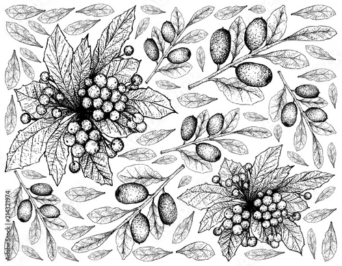 Hand Drawn of Christmas Berries and Elaeagnus Ebbingei Fruits photo