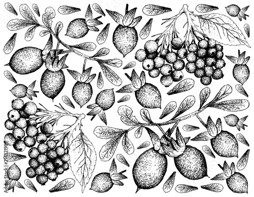 Hand Drawn of Elderberry and Diospyros Lycioides Fruits photo