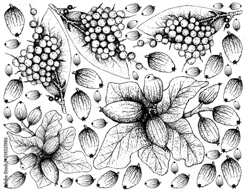 Hand Drawn of False Black Pepper and Cryptocarya Alba Fruits