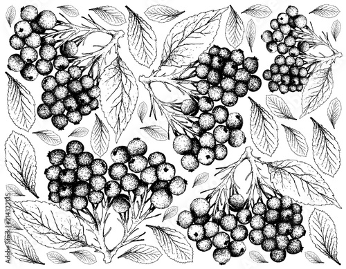 Hand Drawn of Elderberry Fruits on White Background photo