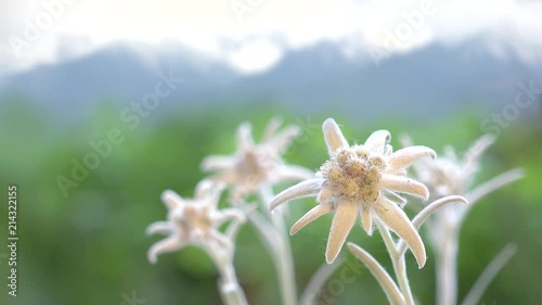 Beautiful edelweiss flowers, green mountains in blur background