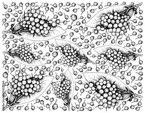 Hand Drawn of False Black Pepper Fruits Background