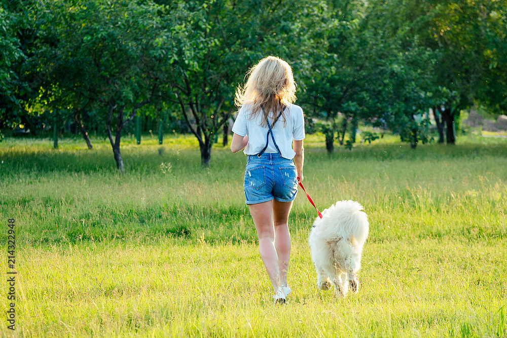 beautiful curly blonde smiling happy young woman in denim shorts training and playing a white fluffy cute samoyed dog in the summer park sunset rays field background . pet and hostess beautiful curly blonde smiling happy young woman in denim shorts training and playing a white fluffy cute samoyed dog in the summer park sunset rays field background . pet and hostess