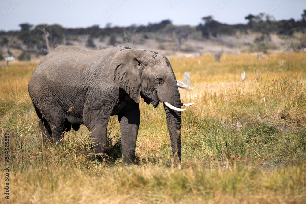 African elephant, Loxodonta a.africana, in Boteti river, Makgadikgadi National Park, Botswana