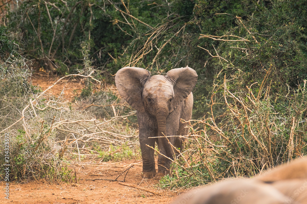 Obraz premium Elephant