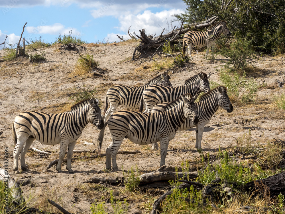 Obraz premium Damara zebra herd, Equus burchelli antiquorum, in Boteti river, Makgadikgadi National Park, Botswana