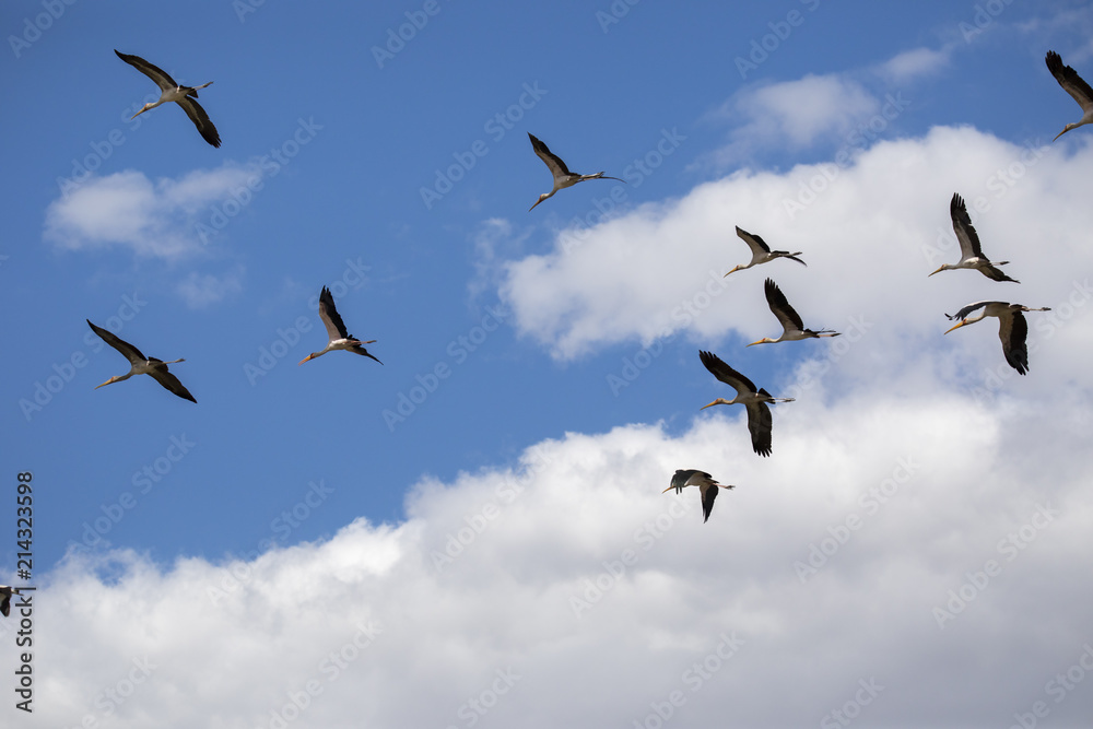 Flying Yellow-billed Stork, Mycteria ibis, in Boteti River, Makgadikgadi National Park, Botswana