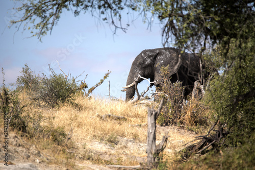 African elephant  Loxodonta a.africana  in Boteti river  Makgadikgadi National Park  Botswana